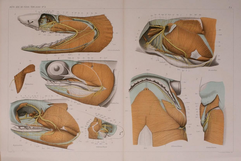 Illustration for article titled Vintage Shark Illustrations Are Jaw-Droppingly Gorgeous